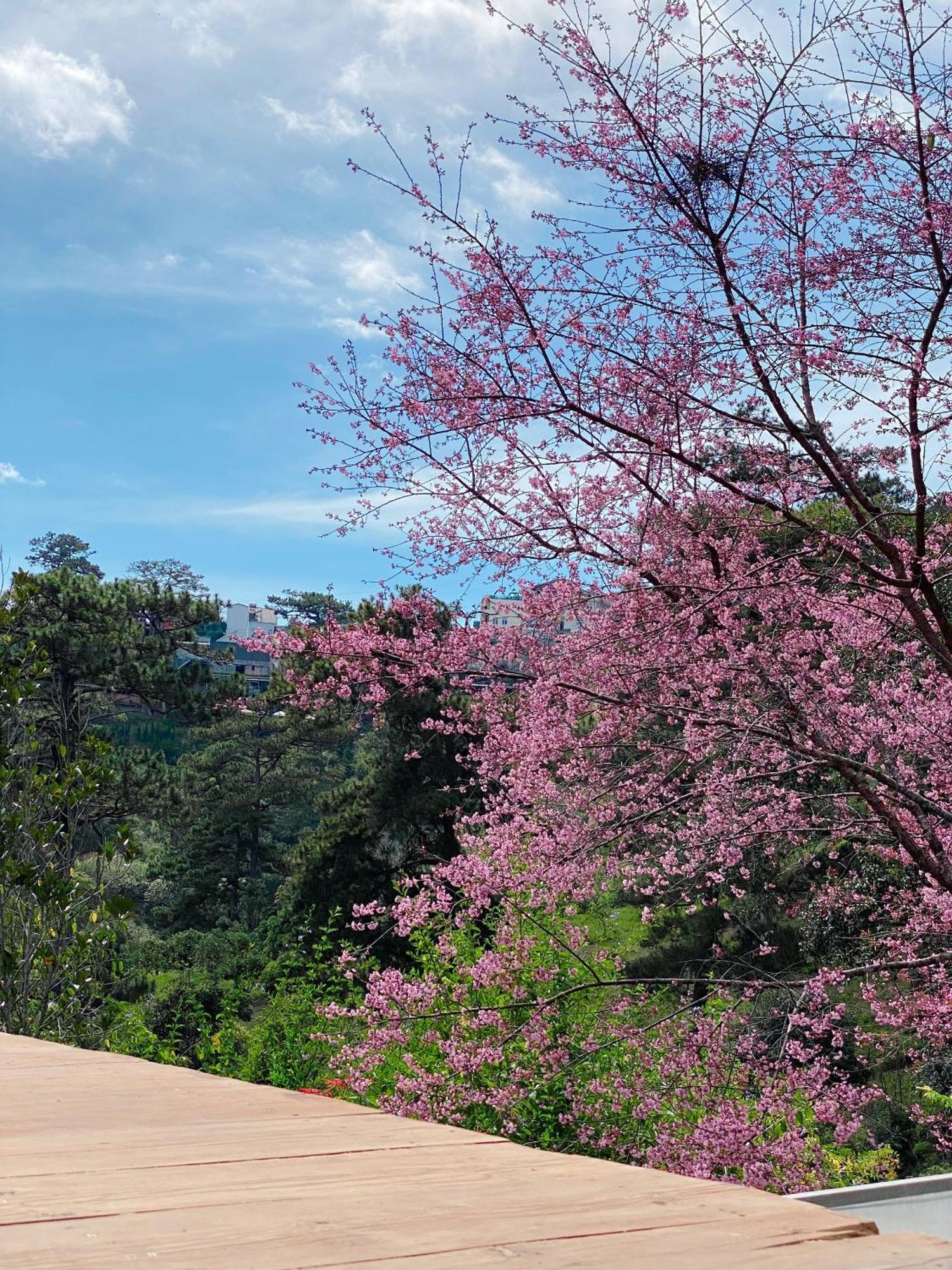 Dalat Memories Homestay - Pho Suong Mo Далат Экстерьер фото